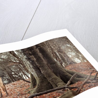 Horse in forest by Assaf Frank